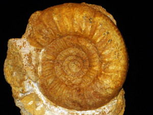 Flabellisphinctes ( Flabellisphinctes ) villanyensis ( Till, 1911 )