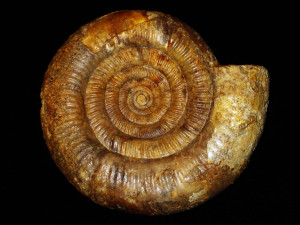 Leptosphinctes ( Leptosphinctes ) festonensis ( Pavia,1973 )