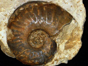 Oecotraustes ( Oecotraustes ) nodifer ( Buckman in Arkell, 1951 )