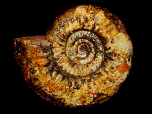 Homoeoplanulites ( Parachoffatia ) arkelli ( Mangold, 1970 )