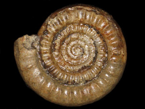 Alsatites schalchi ( Schlatter, 1988 )