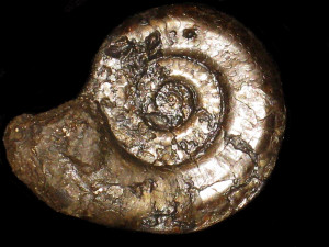 Psilophyllites hagenowii ( Dunker, 1847 )