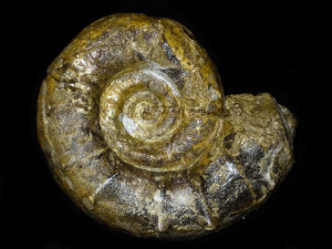 Euaspidoceras ovale ( Neumann, 1907 )