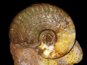 Oecotraustes westermanni ( Stephanov,1966 )
