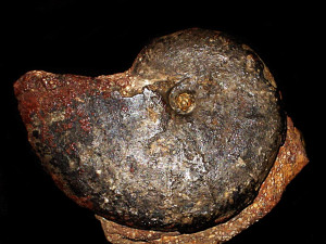 Oxycerites subcostarius ( Oppel, 1862 )