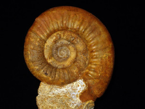 Flabellisphinctes ( Flabellia ) tuberosus ( Mangold, 1970 )
