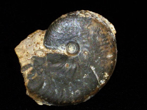Oecotraustes ( Oecotraustes ) bomfordi ( Arkell, 1951 )
