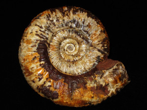 Homoeoplanulites ( Homoeoplanulites ) homoeomorphus ( Buckman, 1922 )