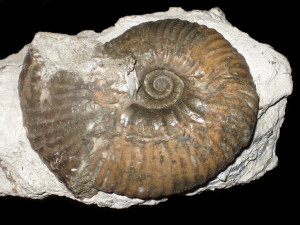 Pachyceras jarryi ( Deslongchamps, 1889 )