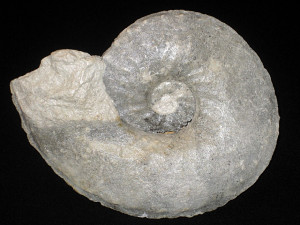 Neolobites fourteaui ( Pervinquière, 1907 )