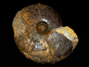 Parkinsonia ( Oraniceras ) wuerttembergica ( Oppel, 1857 )