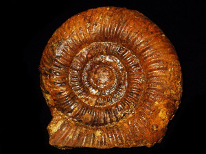 Caumontisphinctes ( Caumontisphinctes ) diniensis ( Pavia, 1973 )