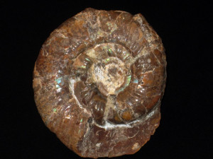 Asphinctes ( Asphinctes ) tenuiplicatus ( Brauns, 1865 )