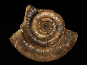Leptechioceras macdonnelli ( Portlock, 1843 )