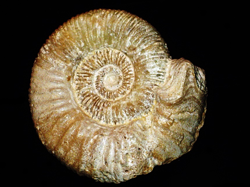 Peltoceras ( Rursiceras ) subfilatum ( Erni, 1934 )