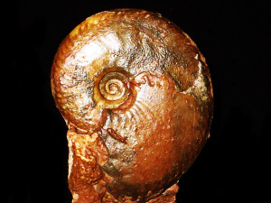 Oecotraustes ( Oecotraustes ) bradleyi ( Arkell, 1951 )