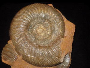 Parkinsonia ( Parkinsonia ) parkinsoni ( Sowerby, 1821 )