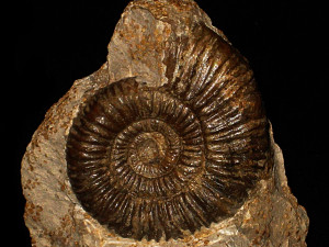 Peltoceras ( Parapeltoceras ) pseudocaprinum ( Prieser, 1937 )