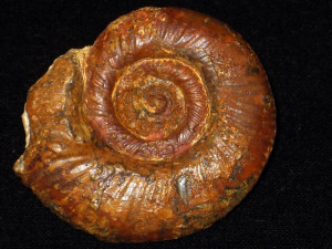 Procerites ( Siemiradzkia ) lochenensis ( Hahn, 1969 )