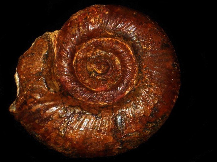 Procerites ( Siemiradzkia ) lochenensis ( Hahn, 1969 )