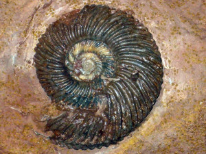 Parkinsonia ( Parkinsonia ) friedericiaugusti ( Wetzel, 1911 )