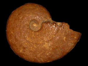 Trimarginites arolicus ( Oppel, 1862 )