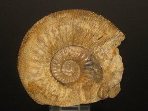 Garantiana ( Garantiana ) baculata ( Quenstedt, 1857 )