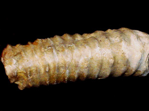 Spiroceras aequalicostatus ( Baugier & Sauzé, 1843 )