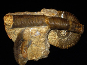 Garantiana ( Hlawiceras ) trauthi ( Bentz, 1928 ) var. robusta ( Wetzel, 1954 ) & Spiroceras annulatum ( Deshayes, 1831 )