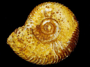 Garantiana ( Garantiana ) wetzeli ( Trauth, 1923 )