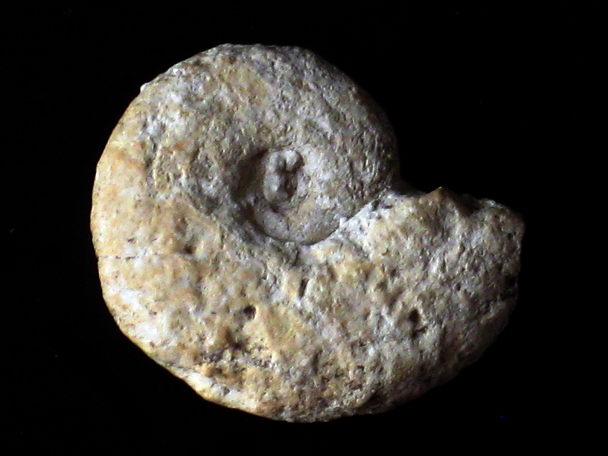 Glochyceras ( Lingulaticeas ) lingulatum ( Quenstedt, 1858 )