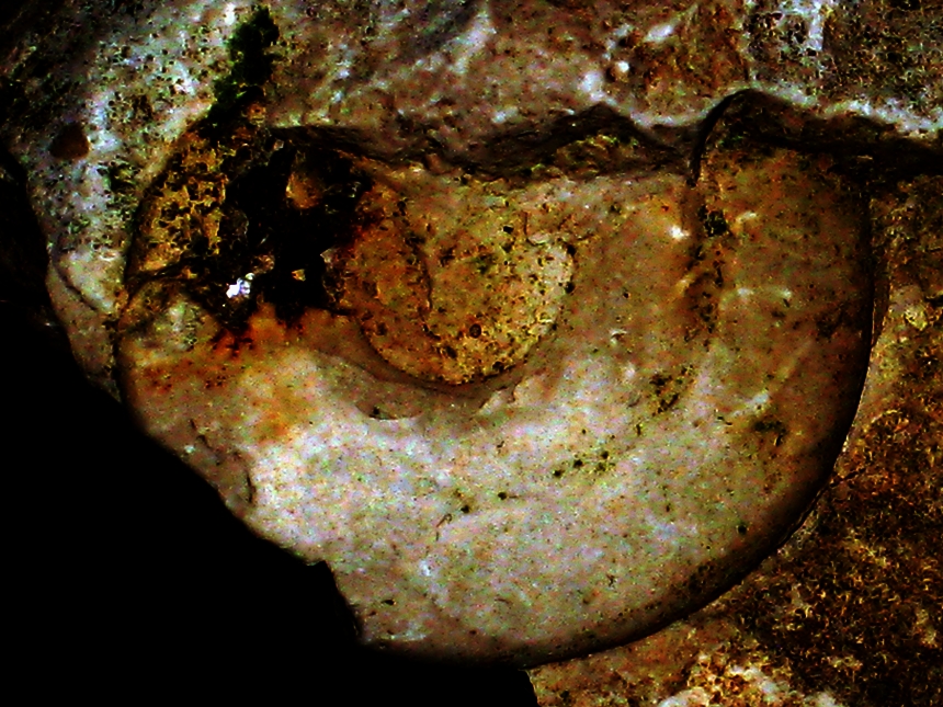 Glochyceras ( Coryceras ) modestiforme ( Oppel, 1863 )