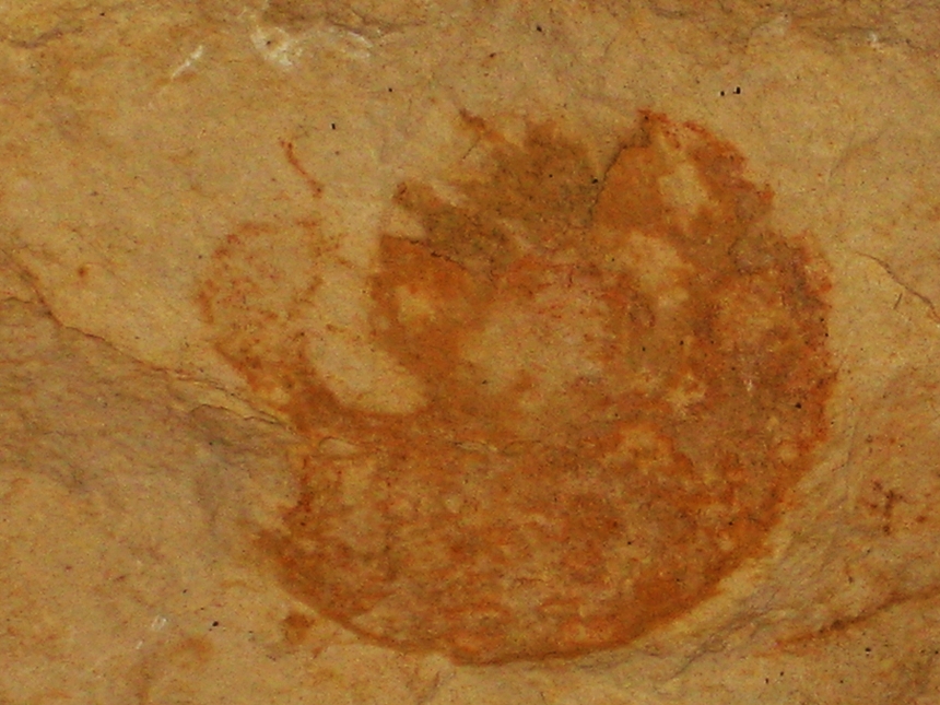 Glochyceras ( Lingulaticeras ) nudatum ( Oppel,1858 )