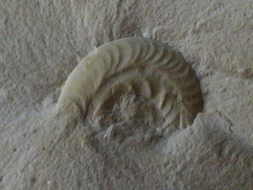 Glochyceras ( Lingulaticeras ) sulptatum ( Ziegler, 1958 )