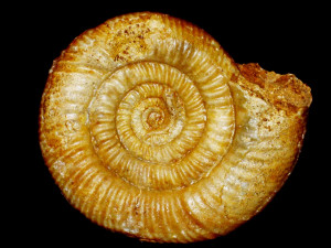 Glyphosphinctes glyphus ( Buckman, 1925 )