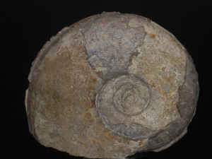 Hebetoxyites hebes ( Buckman, 1924 )