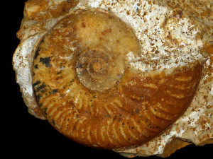 Hecticoceras ( Lunuloceras ) paulowi ( de Tsytovitch, 1911 )