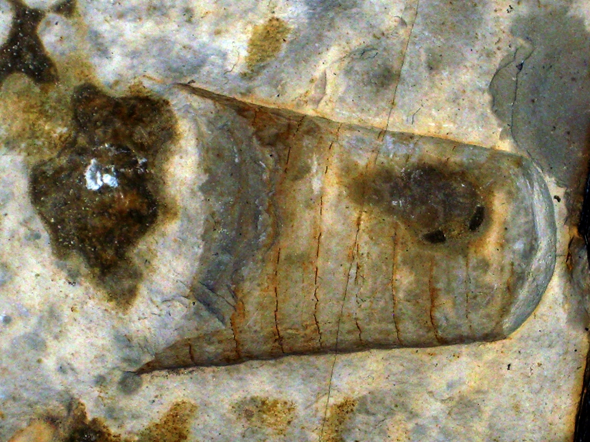 Hibolithes hastatus ( Montfort, 1808 )