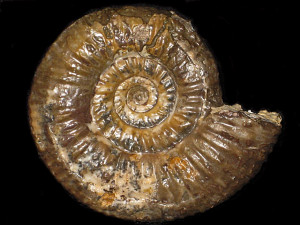 Homoeoplanulites ( Homoeoplanulites ) balinensis ( Neumayr, 1871 )