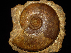 Hyperlioceras walkeri ( Buckman, 1889 )