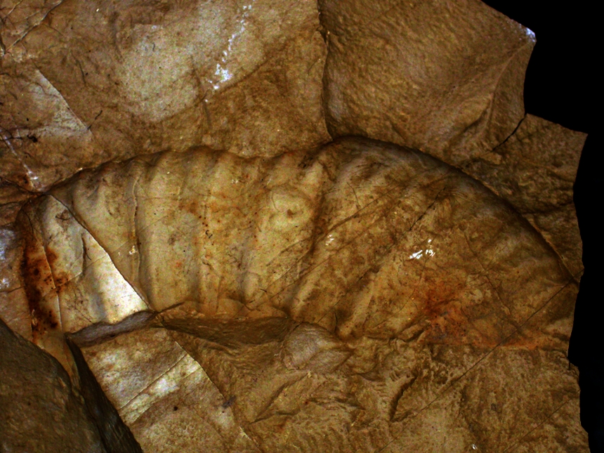 Idoceras planula ( Hehl in Zieten, 1830 )