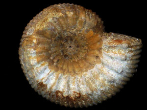Itinsaites rhomboidalis ( Westermann, 1954 )