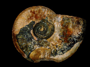 Leioceras ( Ancolioceras ) subacutum ( Buckman, 1899 )