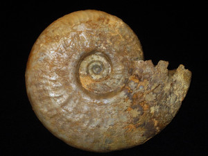 Leioceras ( Ancolioceras ) subfalcatum ( Buckman, 1899 )