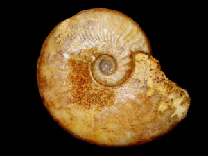 Leioceras ( Ancolioceras ) substriatum ( Buckman, 1899 )