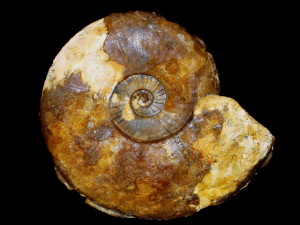 Leioceras ( Cylicoceras ) comtocostosum var. uncinatum ( Chandler & Callomon, 2009 )