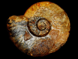 Leioceras evolutum ( Contini, 1969 )