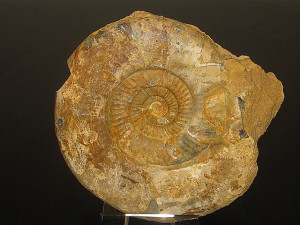 Leptosphinctes ( Leptosphinctes ) coronarius ( Buckman,1921 )