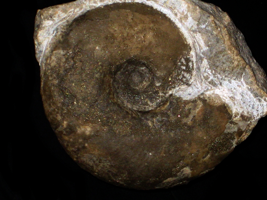 Lissoceras ferrifex ( Zittel, 1868 )