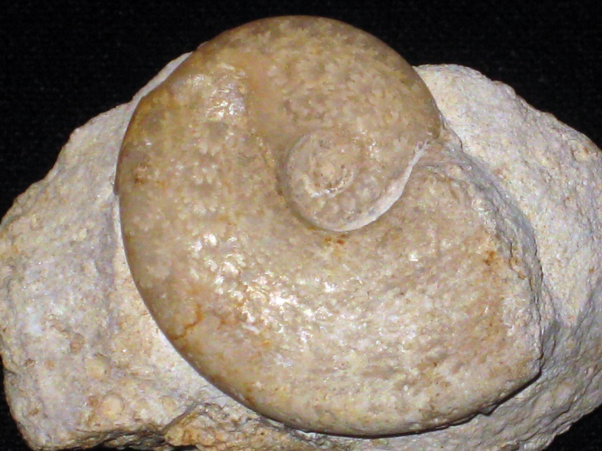 Lissoceras ( Microlissoceras ) inflatum ( Wetzel, 1950 ) Ammonite...